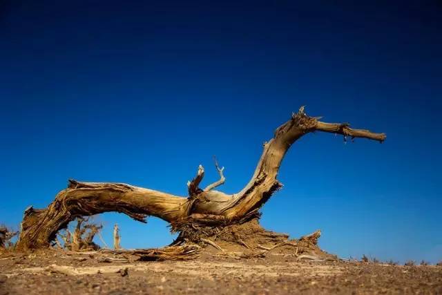 男子捡了2.5亿年前的一块枯木,带回家竟变成冰种翡翠?