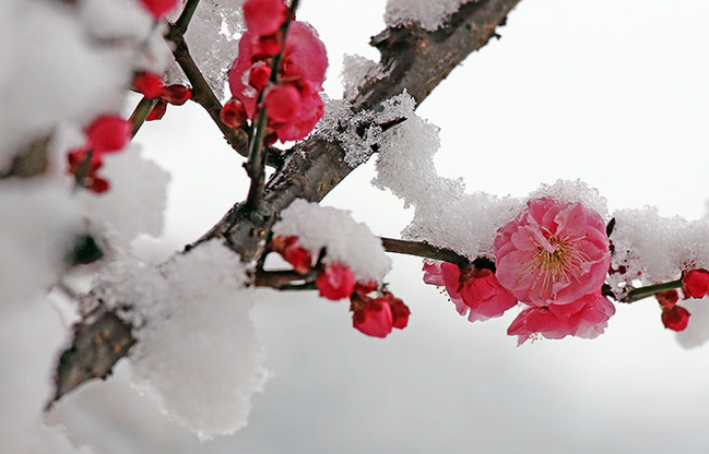 关于踏雪寻梅的故事来源,美成一首诗的翡翠雕刻题材