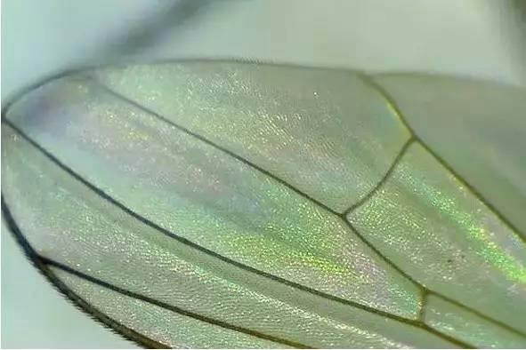 据说苍蝇的翅膀能分辨翡翠真假,你相信吗?