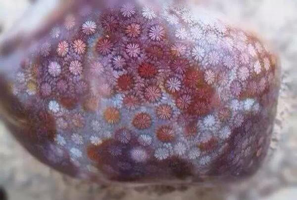 珊瑚里还有另一种美,多姿多彩的珊瑚玉!