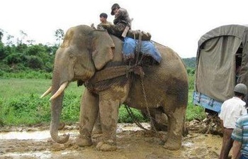 大象的寓意是什么 翡翠#来自翡翠禄来  史上最全的翡翠吊坠寓意,你知道多少