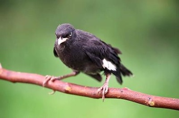 这种鸟叫什么名字? 翡翠鸟有分几种?