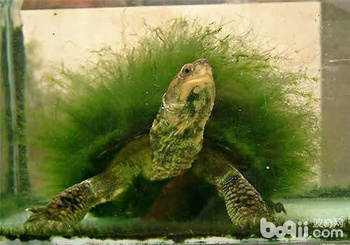绿毛龟一般用什么龟做 翡翠玉貔貅有什么寓意?