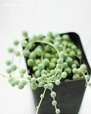 植物翡翠珠怎么养? 球状叶子的植物