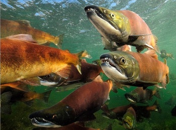 翡翠龙鱼锅中的龙鱼是什么鱼 对于翡翠和和田玉来讲,什么是水头,什么是种,什么是底?用通俗易懂的语言来解释清楚!